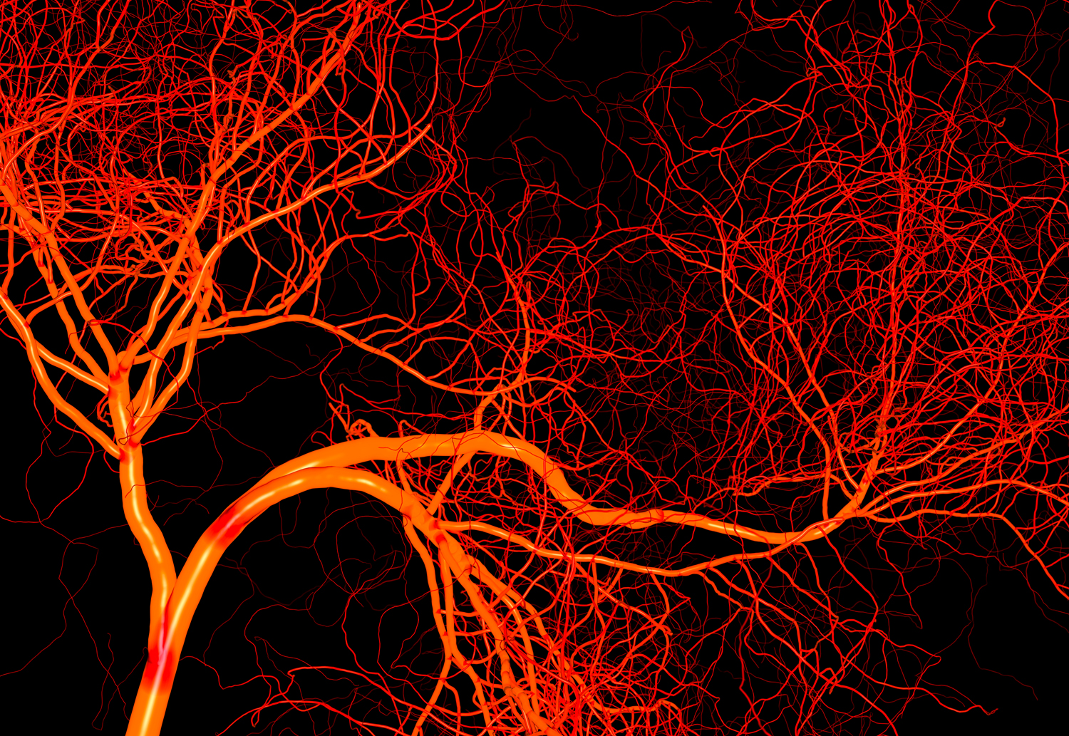 Fluorescently labelled vascular network